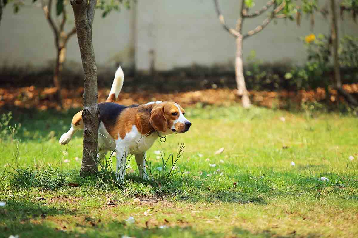 Avere un giardino curato e un cane