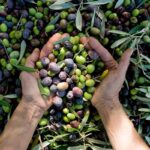 Tutto quello che si può ricavare dalle olive|Tutto quello che si può ricavare dalle olive