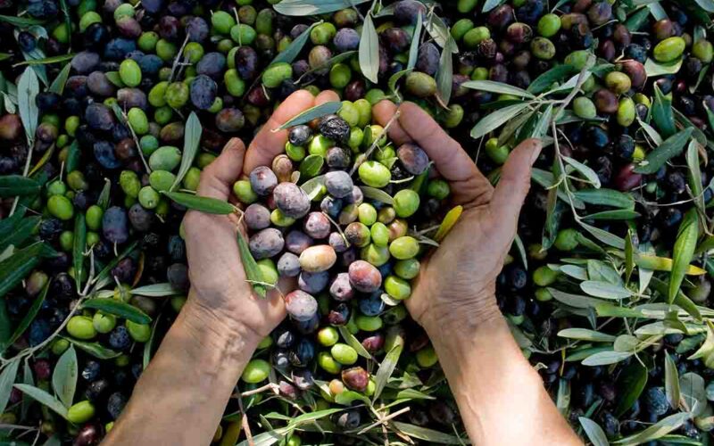 Tutto quello che si può ricavare dalle olive