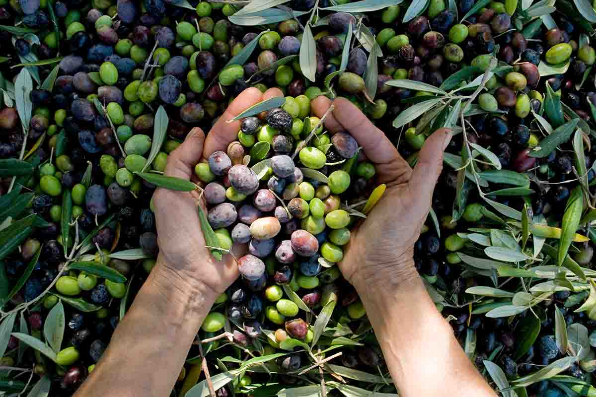 Tutto quello che si può ricavare dalle olive