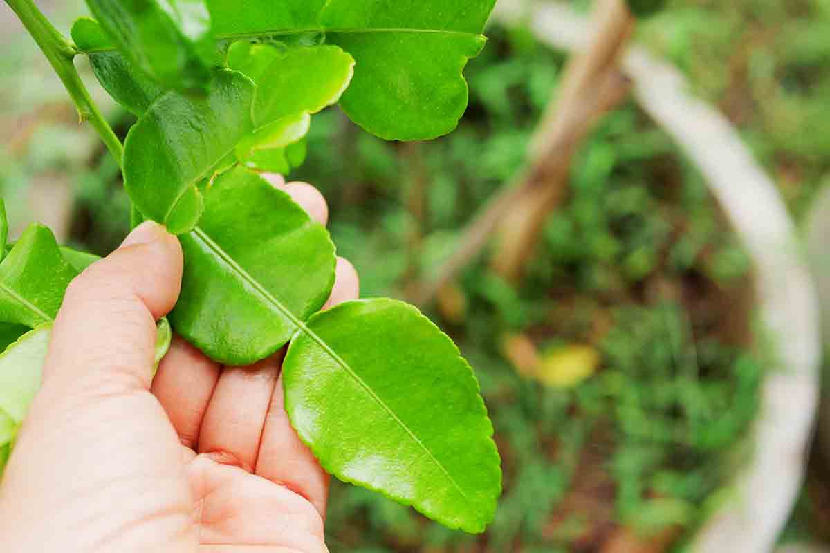 Giardino verticale: tutto ciò che c’è da sapere