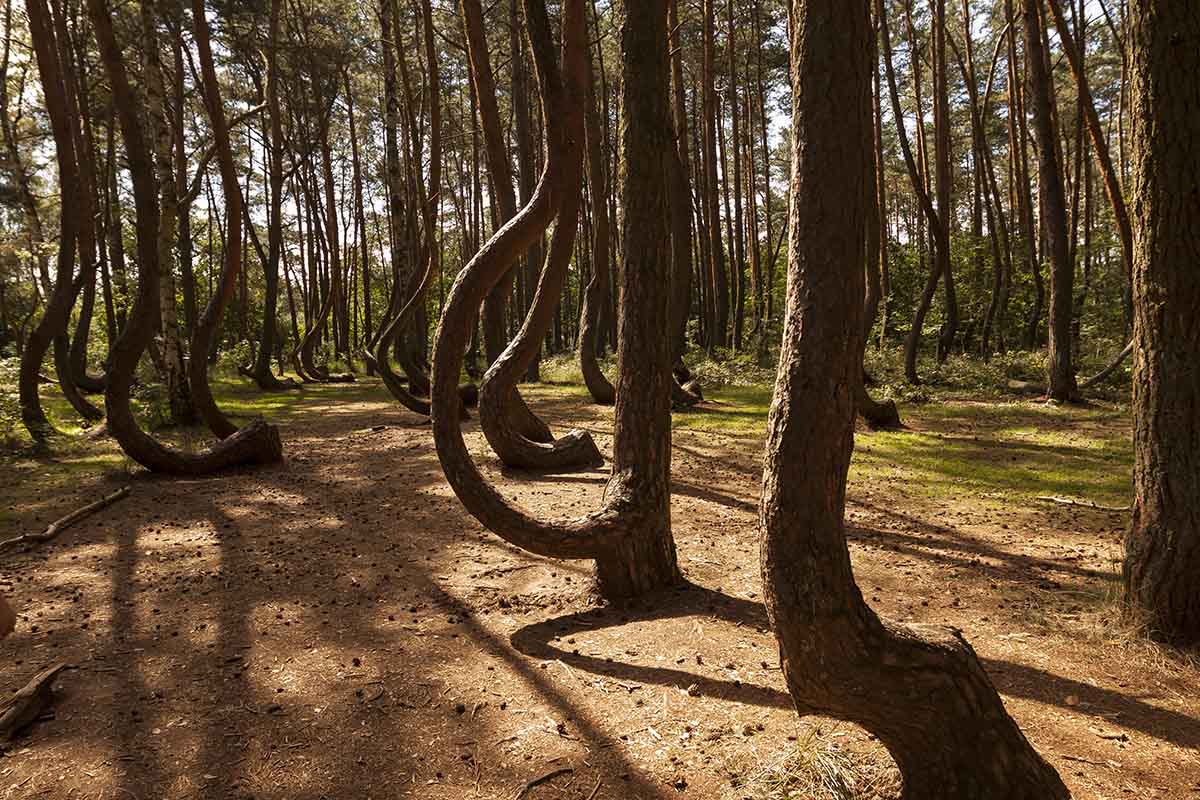 La misteriosa foresta con alberi arcuati in Polonia