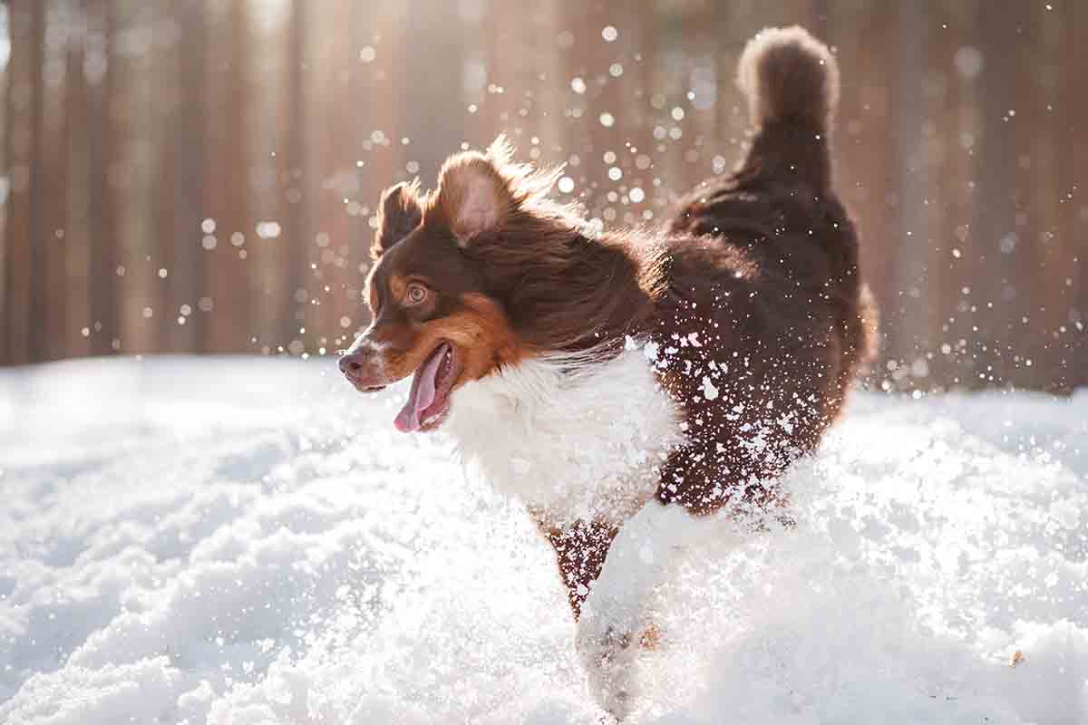 consumo d'acqua dei piccoli animali - cane e gatto