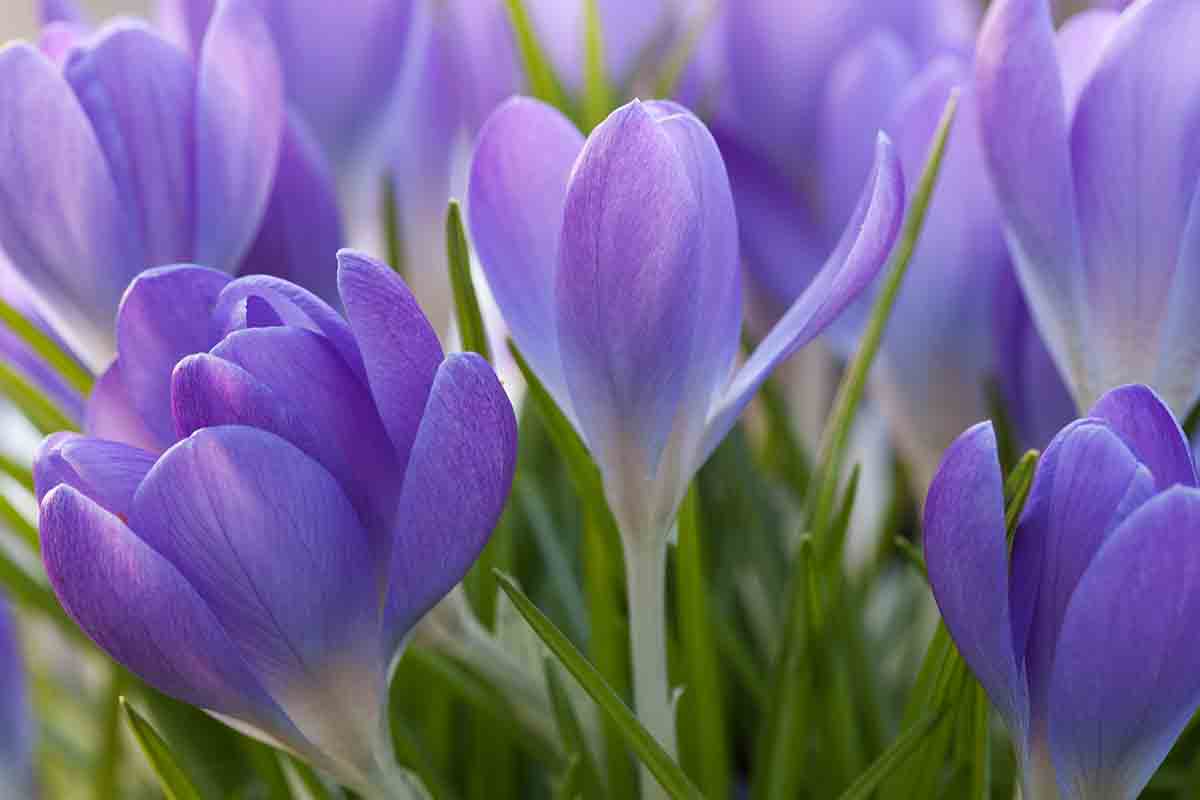 Ecco quali sono i fiori invernali resistenti al freddo