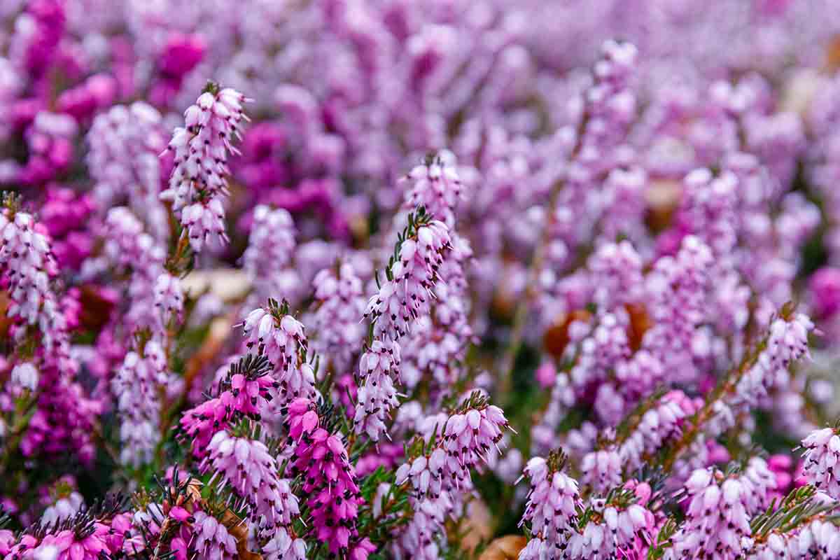 Ecco quali sono i fiori invernali resistenti al freddo