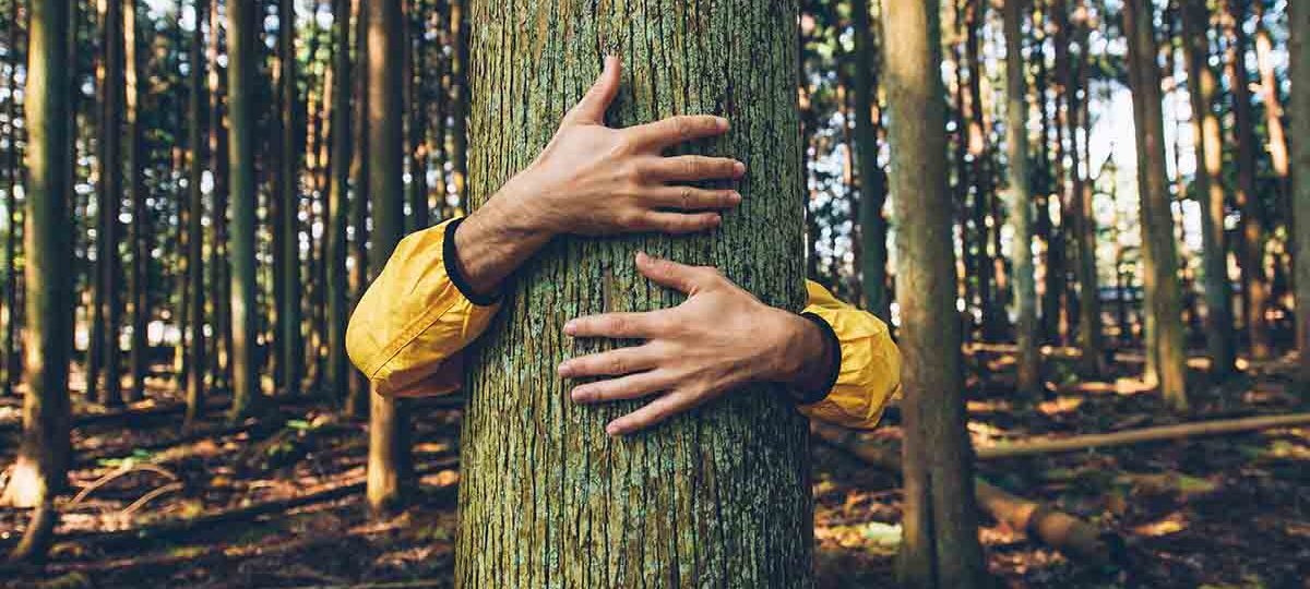 ecco come fare|Adottare un albero si può