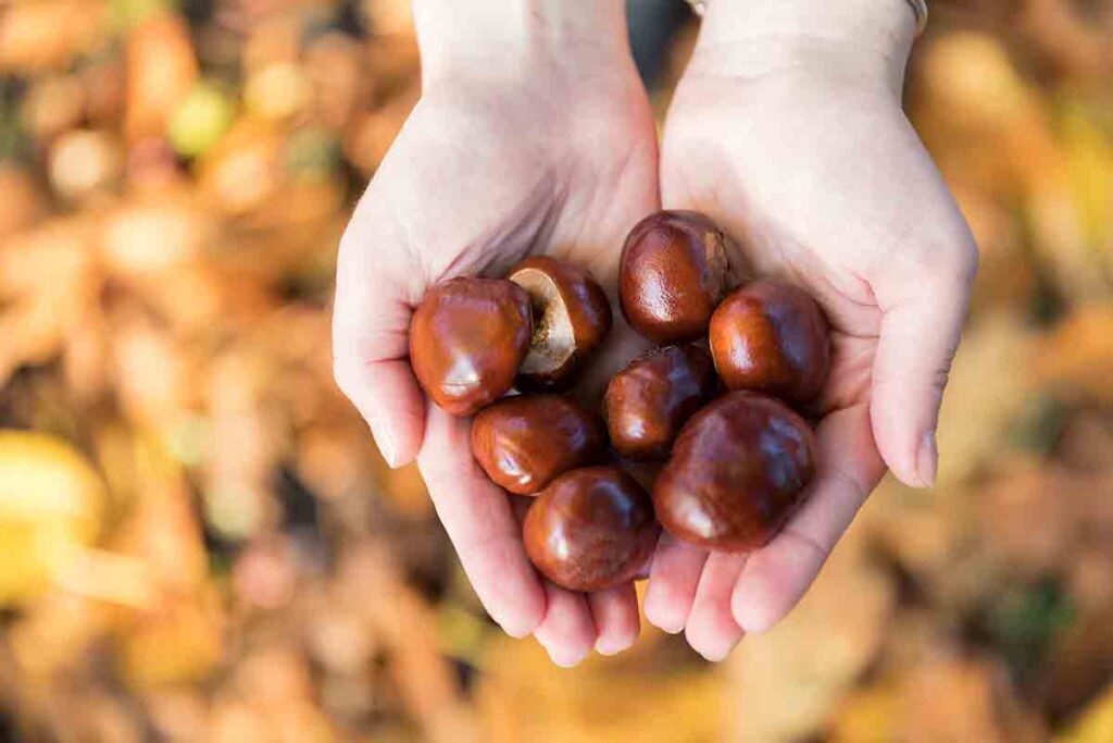 castagne in Trentino-Alto Adige