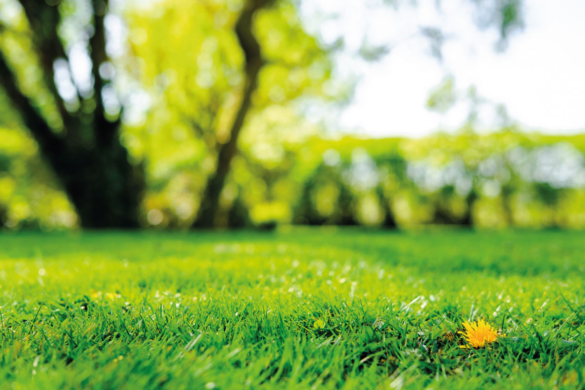 Seminare il giardino in ottobre