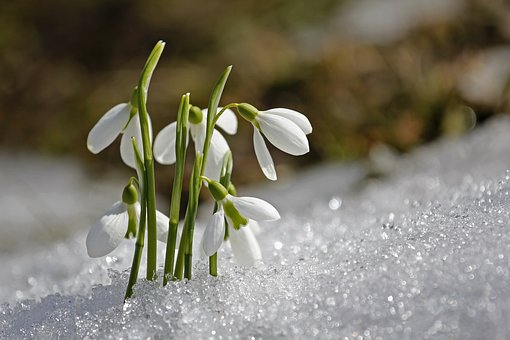 Primavera, Bucaneve, Fiore, Bucaneve