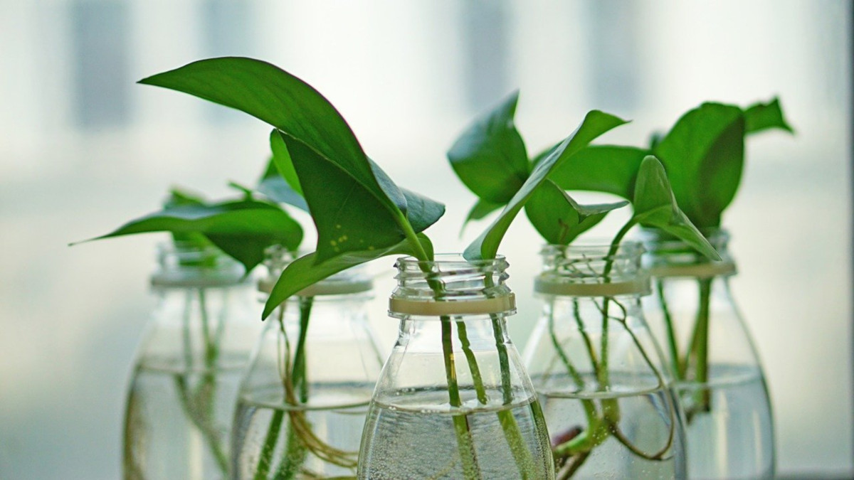 Creare un angolo verde in casa riciclando bottiglie e barattoli