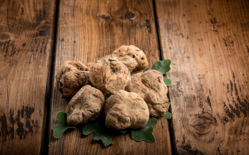 Tartufo bianco, dove trovarlo in Italia