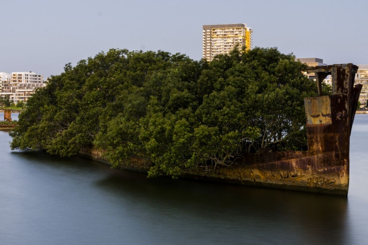 the floating forest