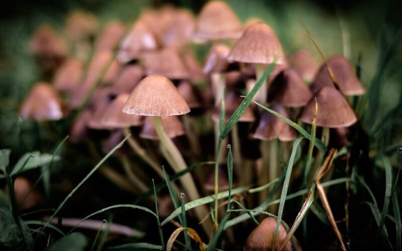 Le iniziative sostenibili nel mondo: GroCycle per coltivare funghi dai fondi di caffè