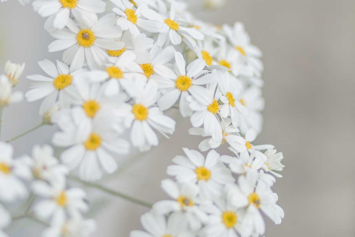 Quali fiori regalare alla Festa della Mamma 2020