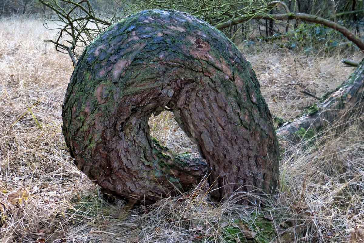 La misteriosa foresta con alberi arcuati in Polonia