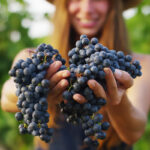 A Milano il 12 ottobre la festa di fine vendemmia si fa in città|A Milano il 12 ottobre la festa di fine vendemmia si fa in città