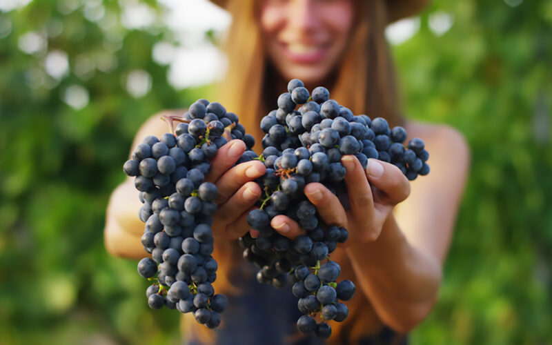 A Milano il 12 ottobre la festa di fine vendemmia si fa in città