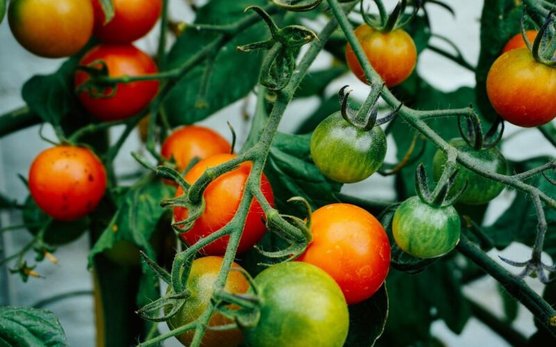 Frutta e verdura di stagione a Luglio