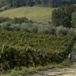 La calcinara|La calcinara|vini