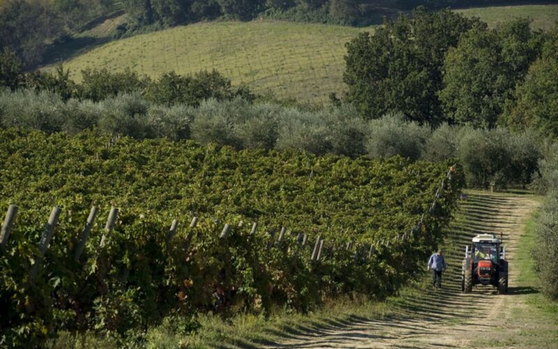 La Calcinara: passione e rinnovamento del vino marchigiano