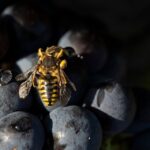 Viticoltura biologica e sostenibilità nelle tenute Moretti Cuseri in Toscana e Sicilia