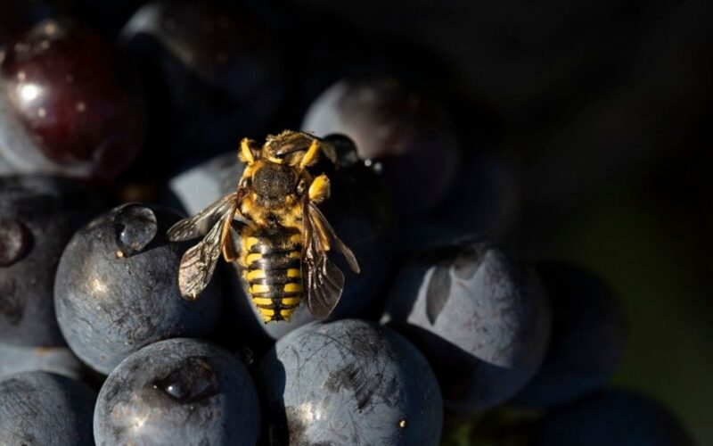 Viticoltura biologica e sostenibilità nelle tenute Moretti Cuseri in Toscana e Sicilia