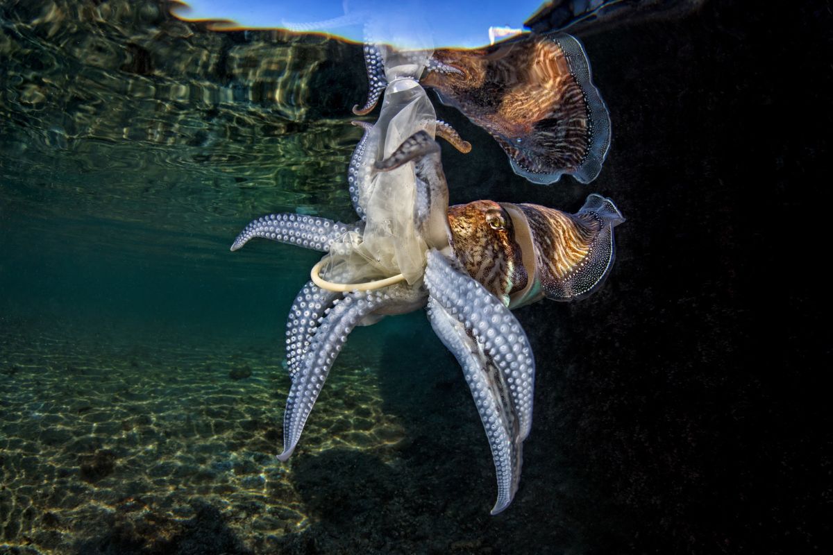 watersurface pasquale vassallo Procida