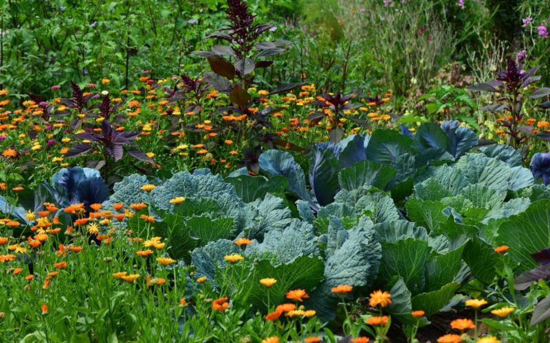 Orto e giardino: lavori di Marzo