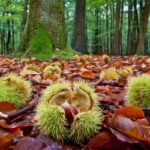 raccolta delle castagne in Lombardia|||||