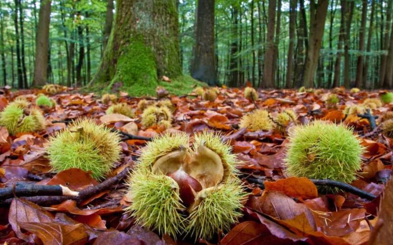 raccolta delle castagne in Lombardia|||||