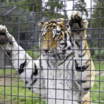 Zoo e parchi naturali in Ucraina