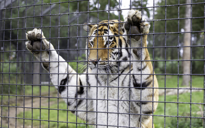 Zoo e parchi naturali in Ucraina